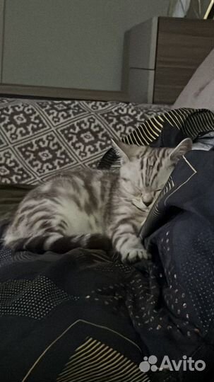 Отдам бесплатно