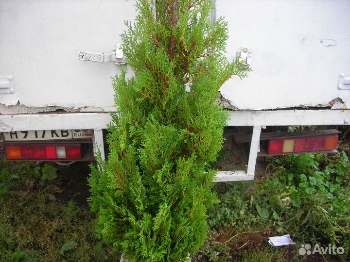 Туя Розентали колонновидная