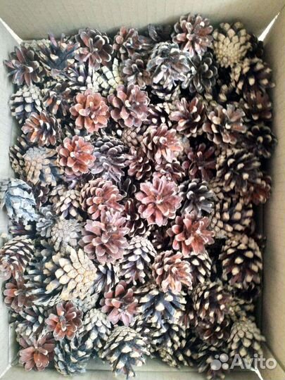 Шишки сосновые