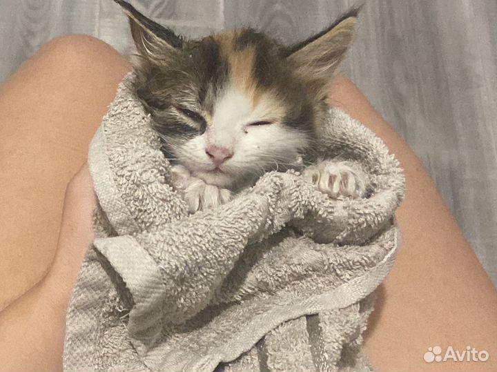 Кошка