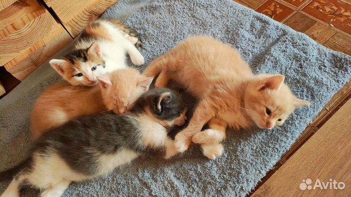 Котята в добрые руки