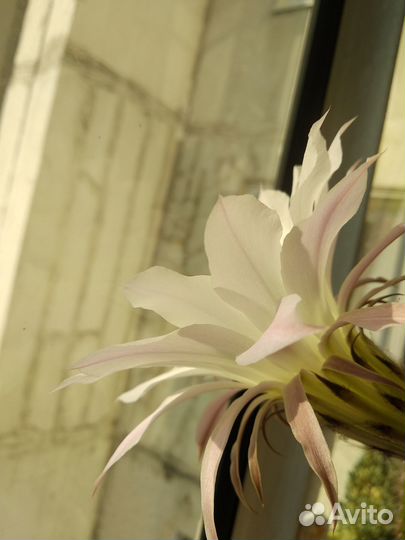 Кактус Цереус