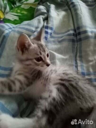 Кошки в добрые руки