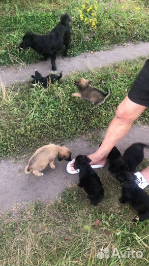 Отдам бесплатно щенки