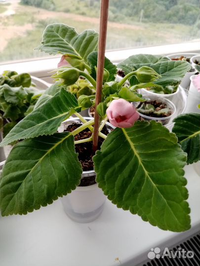 Глоксиния цветущая