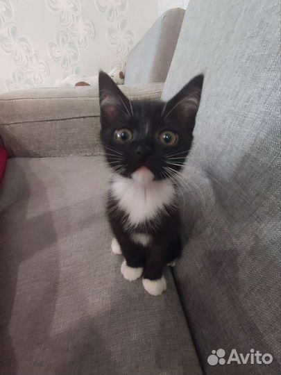 Котята смесь шотландских