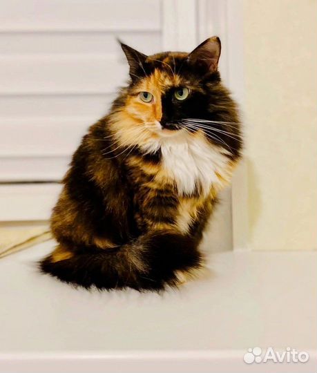 Кошке нужен папа