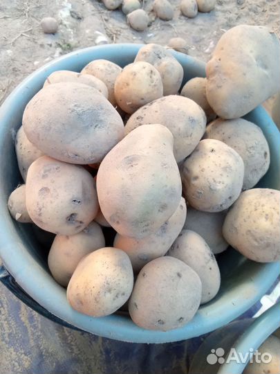 Картофель некондиция