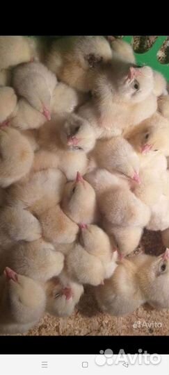 Ухейилюй,кокенхин, легорн,перепёлки