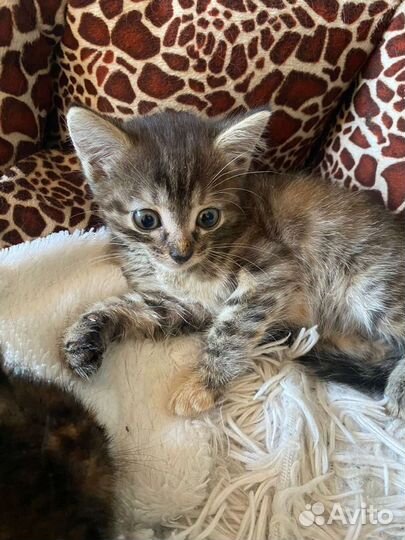 Кошки в добрые руки бесплатно