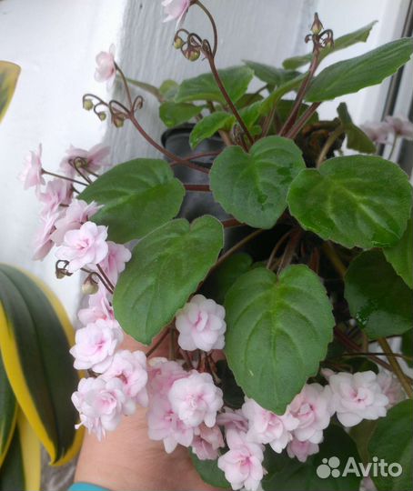 Мини фиалки (листовой черенок)