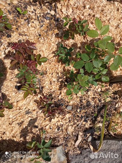 Розы саженцы