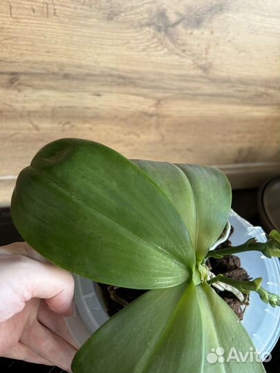 Орхидея фаленопсис Phal. Dragon Tree Eagle DT168