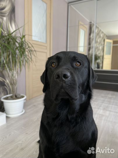 Кобель лабрадора вязка