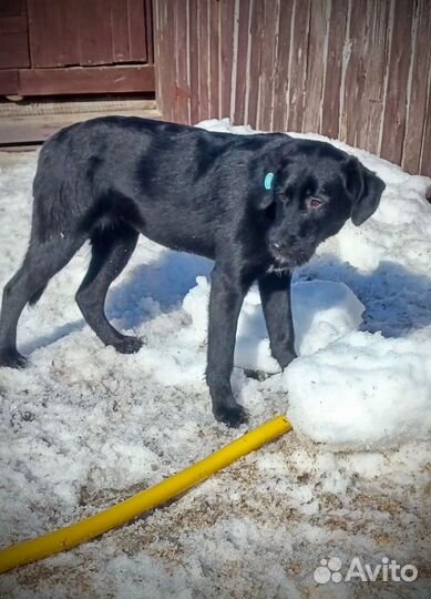Ищут дом замечательные щенки подростки лабрадора +