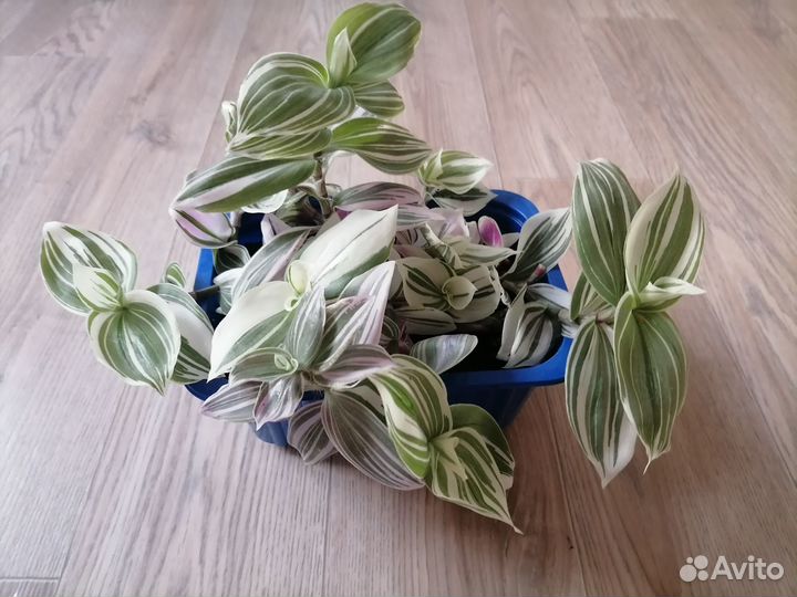 Традесканция триколор