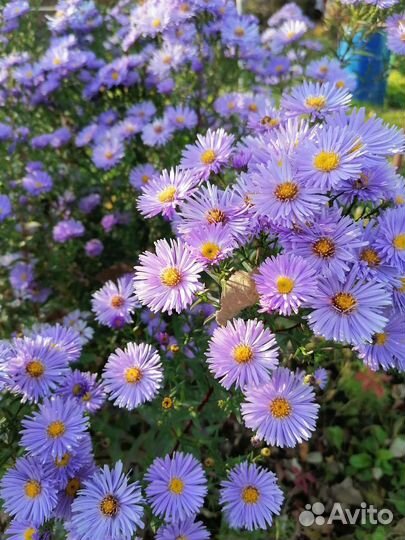 Сентябринки хризантема