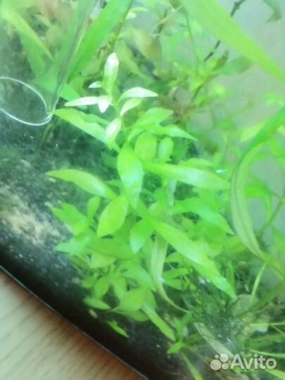 Прополка аквариумных растений