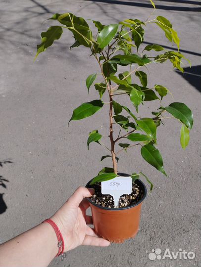 Кротон, фикусы