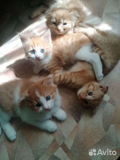 Котята в добрые руки