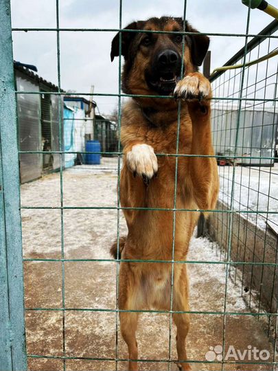 Бурбон ищет родителей