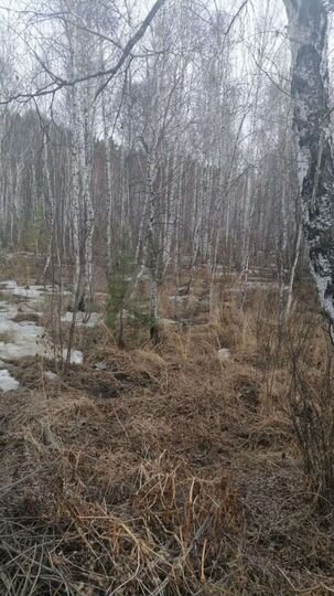 Участок 6 сот. (СНТ, ДНП)