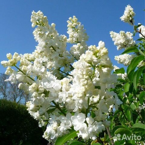 Сирень белая махровая