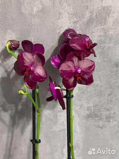 Орхидея фаленопсис