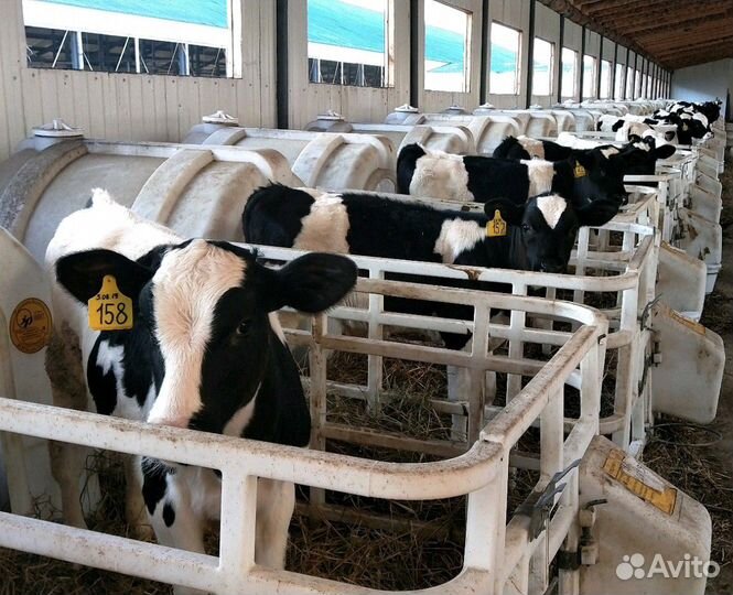 Холмогоры Голштины Бычки Тёлки