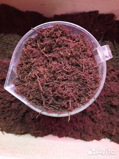 Триферн для орхидей