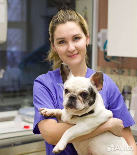 Ветеринарный врач выезд на дом