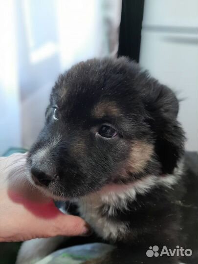 Щенки ищут дом