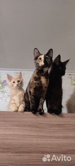 Мейн-кун. Полидакт