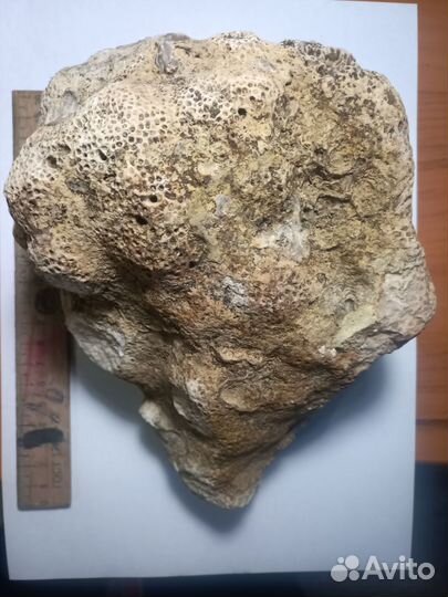 Окаменевший коралл