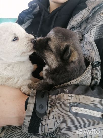 Щенок в добрые руки