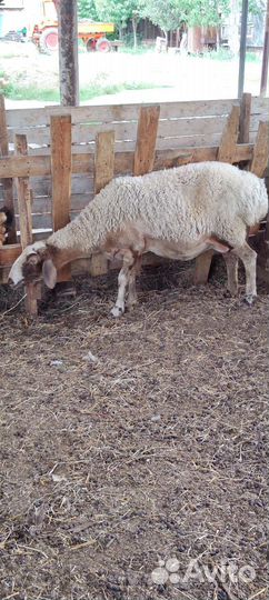 Курдючные бараны овцы