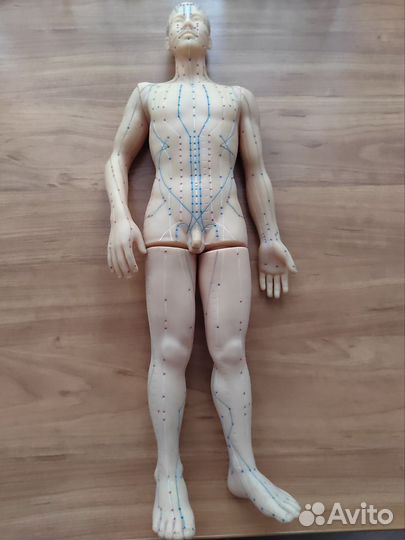 Муляж тела человека Су Джок