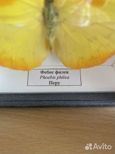 Бабочки в рамках