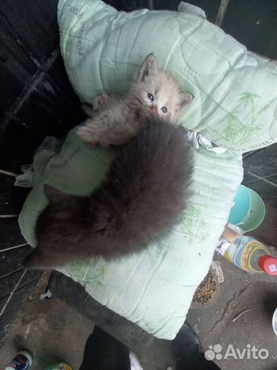 Котята в добрые руки