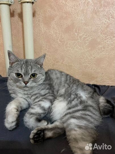 Кошка в дар бесплатно