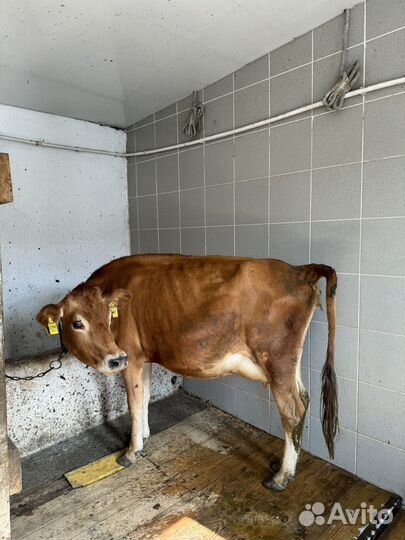 Джерсейская корова