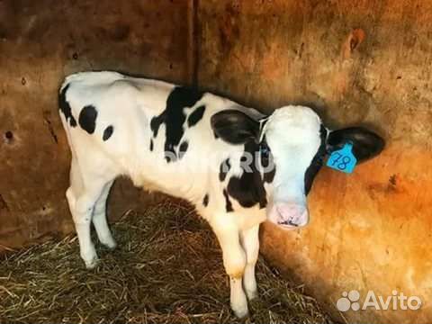 Бычки с доставкой