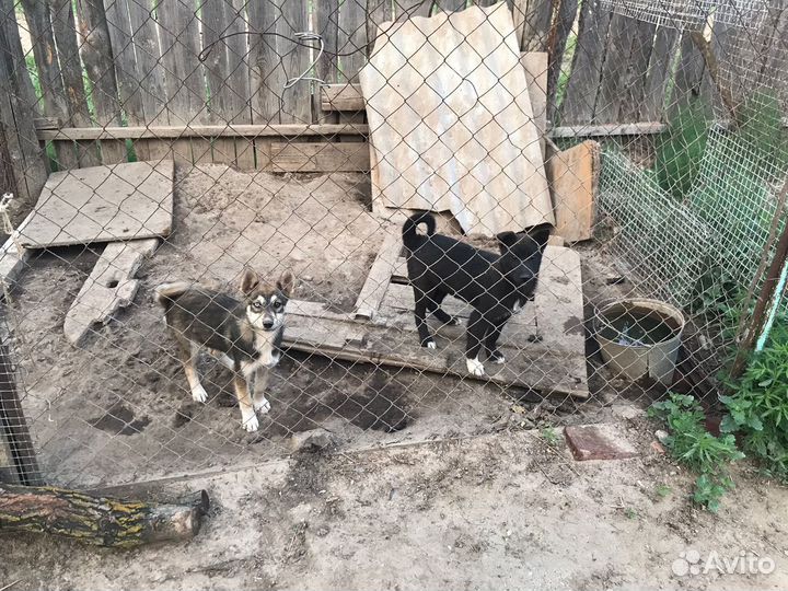 Папа - сибирская лайка, мама - восточная лайка