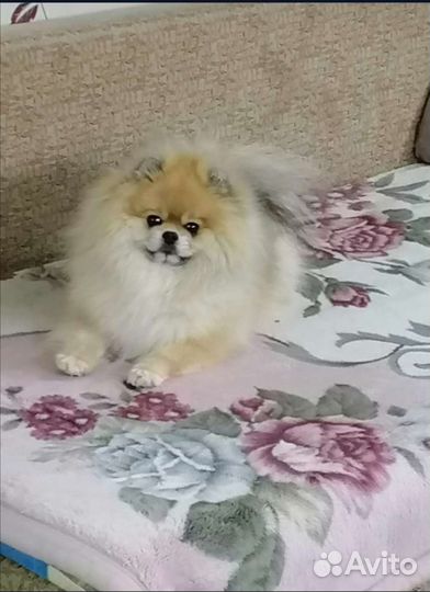 Померанский шпиц- вязка