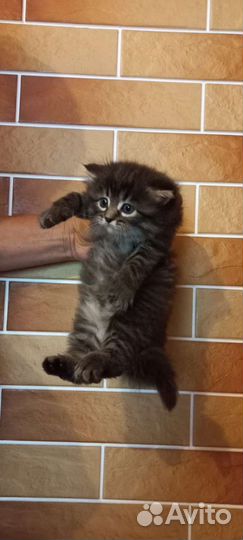 Персидская кошка