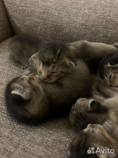 Котята чаузи