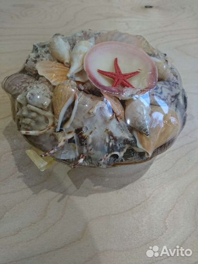 Ракушки в аквариум