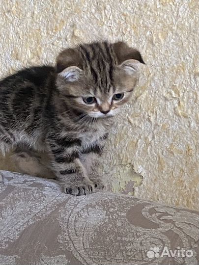 Шотландская вислоухая кот