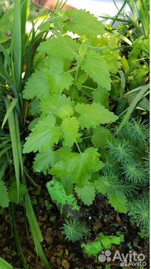 Мята/Котовник кошачий