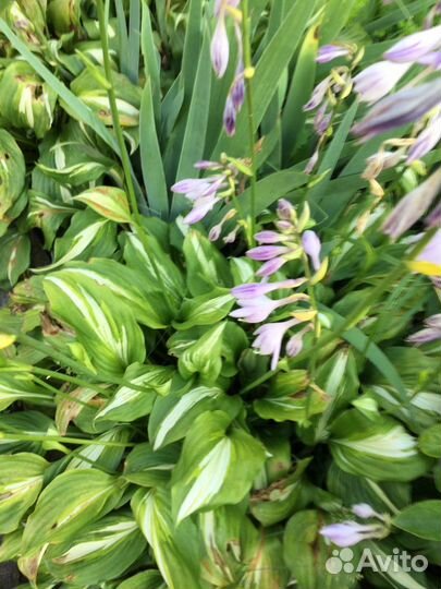 Цветы садовые